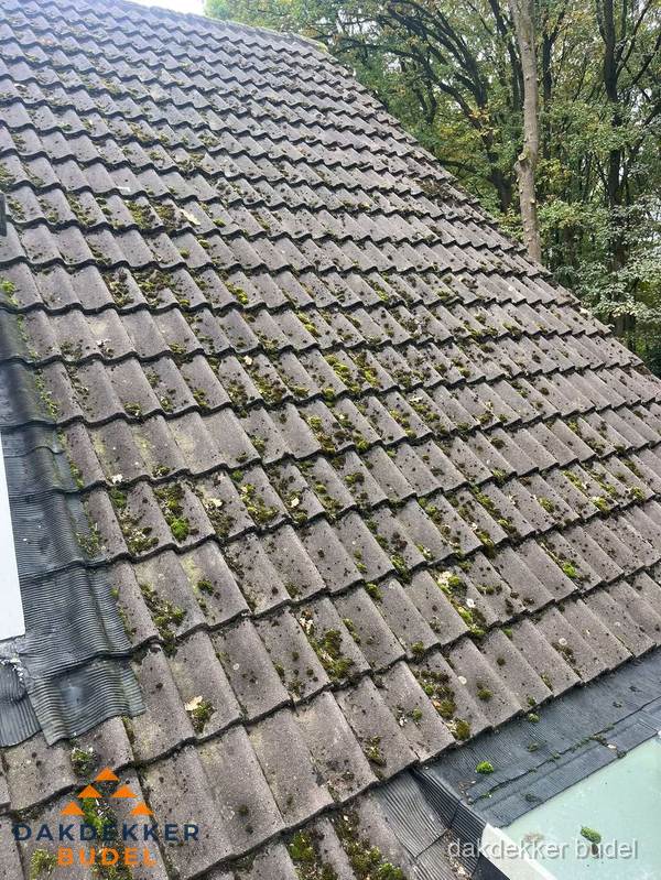 Verweerd pannendak met mosgroei dat renovatie nodig heeft in Budel